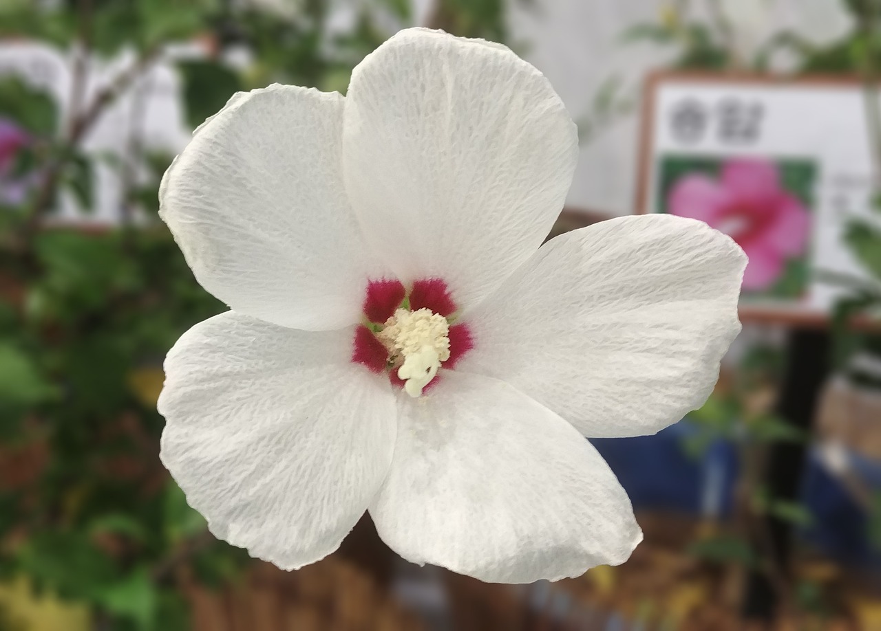 阳光北京城，繁荣与发展并进的都市风采最新动态