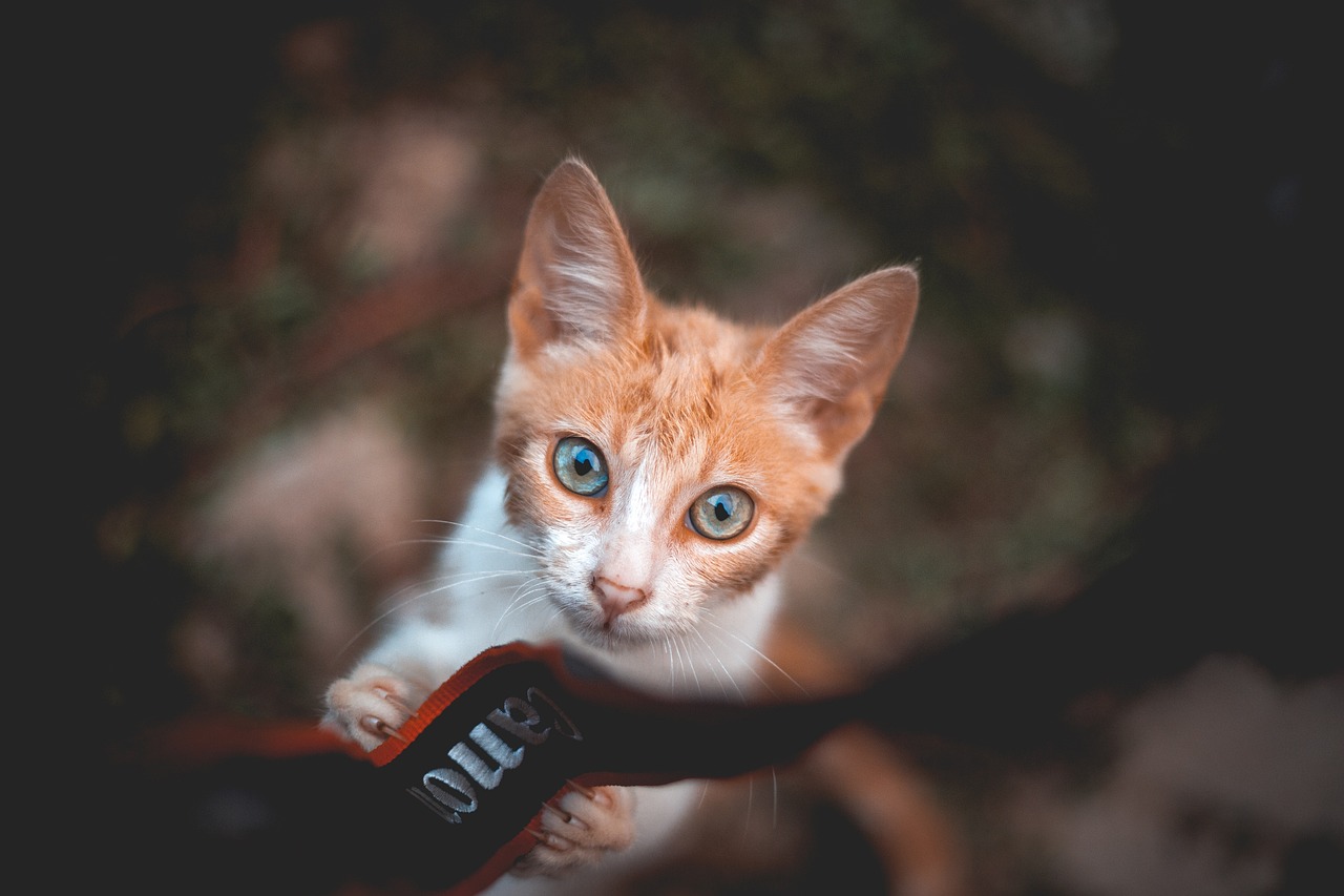 关于猫咪最新VIP破解版的深度探讨与理解
