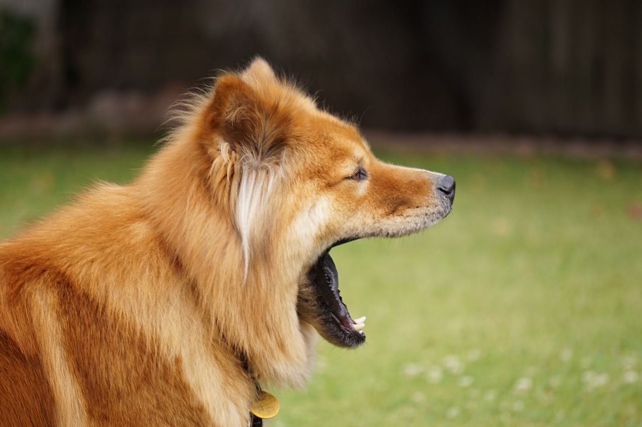 最新高加索犬打架视频，观察、分析与理解犬类行为全解析